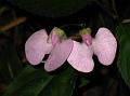 Slender-Tail Balsam